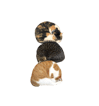 とある三匹の猫（個別スタンプ：32）