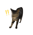 とある三匹の猫（個別スタンプ：33）