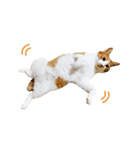 とある三匹の猫（個別スタンプ：34）