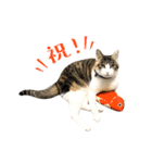 とある三匹の猫（個別スタンプ：35）