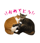 とある三匹の猫（個別スタンプ：36）