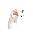 とある三匹の猫（個別スタンプ：37）