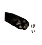 とある三匹の猫（個別スタンプ：38）