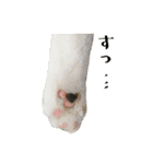 とある三匹の猫（個別スタンプ：39）