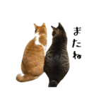とある三匹の猫（個別スタンプ：40）