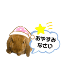 うちの子シリーズ『うさぎのラパくん』（個別スタンプ：15）
