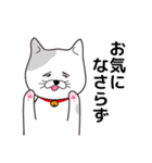 飼い猫たま～シンプル～（個別スタンプ：27）