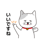 飼い猫たま～シンプル～（個別スタンプ：31）