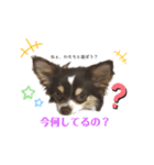 Showちゃんスタンプ（個別スタンプ：7）