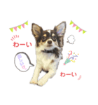 Showちゃんスタンプ（個別スタンプ：8）