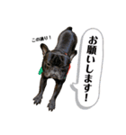 ブサ可愛い♡フレンチブルドッグと仲間たち（個別スタンプ：7）