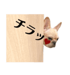 ブサ可愛い♡フレンチブルドッグと仲間たち（個別スタンプ：18）