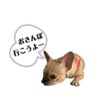 ブサ可愛い♡フレンチブルドッグと仲間たち（個別スタンプ：30）