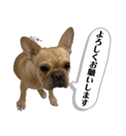 ブサ可愛い♡フレンチブルドッグと仲間たち（個別スタンプ：34）