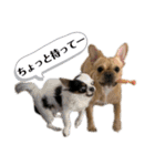 ブサ可愛い♡フレンチブルドッグと仲間たち（個別スタンプ：38）