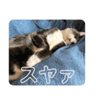 まめたろう IN THE HOUSE（個別スタンプ：9）
