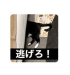 まめたろう IN THE HOUSE（個別スタンプ：11）