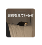 まめたろう IN THE HOUSE（個別スタンプ：12）