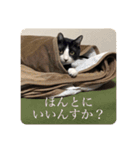 まめたろう IN THE HOUSE（個別スタンプ：14）