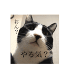 まめたろう IN THE HOUSE（個別スタンプ：15）