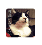 まめたろう IN THE HOUSE（個別スタンプ：16）