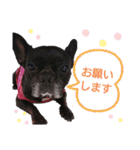 毎日スマイルわんこ（個別スタンプ：12）