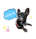 毎日スマイルわんこ（個別スタンプ：20）