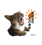Dep 里親様スタンプ 猫ver①敬語版（個別スタンプ：1）
