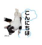 Dep 里親様スタンプ 猫ver①敬語版（個別スタンプ：2）