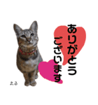 Dep 里親様スタンプ 猫ver①敬語版（個別スタンプ：4）