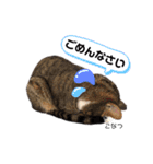 Dep 里親様スタンプ 猫ver①敬語版（個別スタンプ：5）