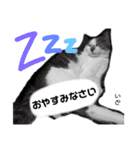 Dep 里親様スタンプ 猫ver①敬語版（個別スタンプ：6）