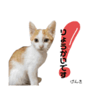Dep 里親様スタンプ 猫ver①敬語版（個別スタンプ：7）