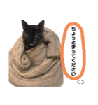 Dep 里親様スタンプ 猫ver①敬語版（個別スタンプ：8）
