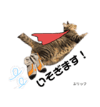 Dep 里親様スタンプ 猫ver①敬語版（個別スタンプ：9）