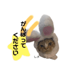 Dep 里親様スタンプ 猫ver①敬語版（個別スタンプ：11）