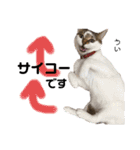 Dep 里親様スタンプ 猫ver①敬語版（個別スタンプ：13）