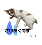 Dep 里親様スタンプ 猫ver①敬語版（個別スタンプ：14）