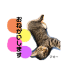 Dep 里親様スタンプ 猫ver①敬語版（個別スタンプ：15）