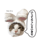 Dep 里親様スタンプ 猫ver①敬語版（個別スタンプ：17）