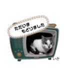 Dep 里親様スタンプ 猫ver①敬語版（個別スタンプ：18）