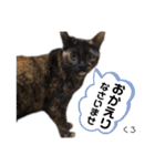 Dep 里親様スタンプ 猫ver①敬語版（個別スタンプ：19）