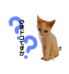 Dep 里親様スタンプ 猫ver①敬語版（個別スタンプ：20）