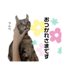Dep 里親様スタンプ 猫ver①敬語版（個別スタンプ：21）