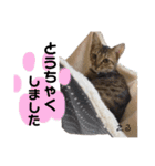 Dep 里親様スタンプ 猫ver①敬語版（個別スタンプ：22）
