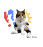 Dep 里親様スタンプ 猫ver①敬語版（個別スタンプ：23）
