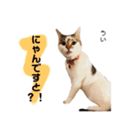 Dep 里親様スタンプ 猫ver①敬語版（個別スタンプ：24）