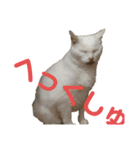 わが家のシオンくん（個別スタンプ：3）