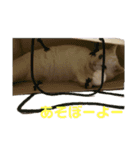 わが家のシオンくん（個別スタンプ：9）