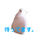 わが家のシオンくん（個別スタンプ：11）